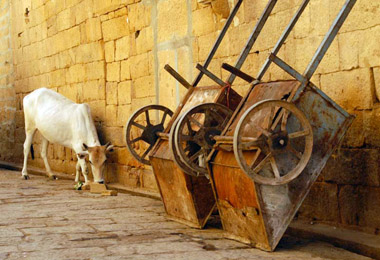 A Cow and Two Carts